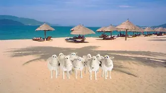 С овце на море