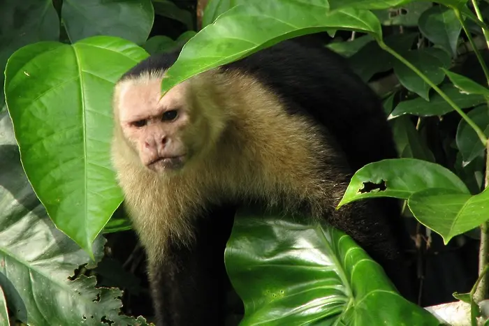 Дори и маймуните реагират на социалното неравенство