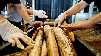 Двайсет и осем тона слонова кост ще бъдат изгорени в Хонг Конг