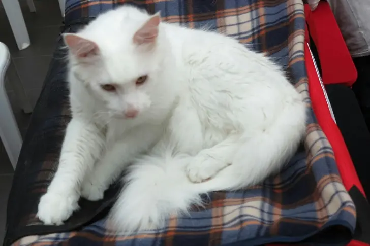 За първи път излагат редки котки в София