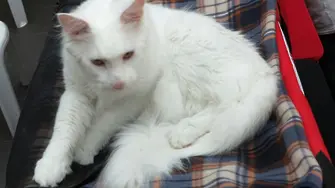 За първи път излагат редки котки в София