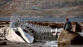 Variety прогнозира: руският „Левиатан“ ще вземе „Златна палма“