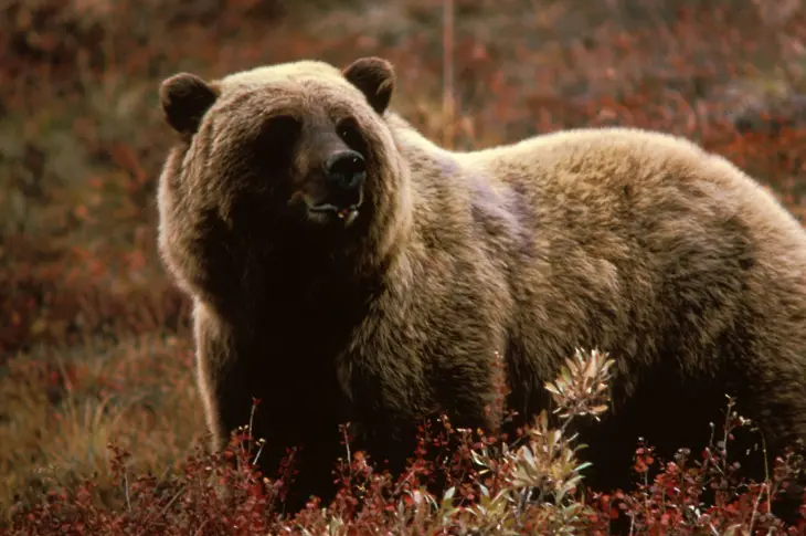 Слабата Русия е опасна като ранена мечка гризли