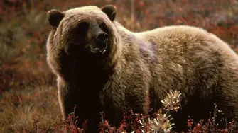 Слабата Русия е опасна като ранена мечка гризли