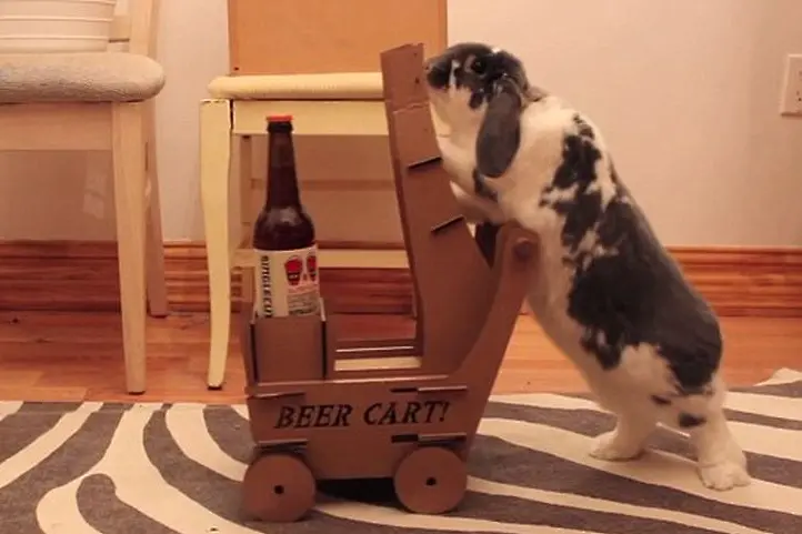 Дресиран заек носи бира на стопаните си (видео)