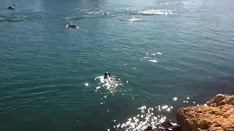 Куче плува със стадо делфини