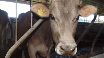 Карантина в Бозвелийско, над 500 животни ваксинирани срещу антракс