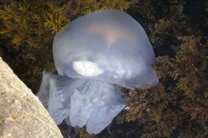 Странни медузоподобни създания са най-старите известни животни
