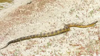 Отровни змии плъзнаха по плажовете на Калифорния