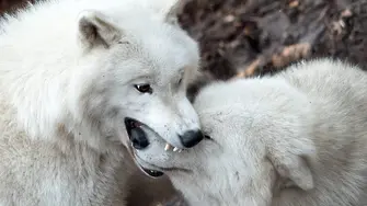 GoPro камера засне зверско нападение на вълци над куче (ВИДЕО)