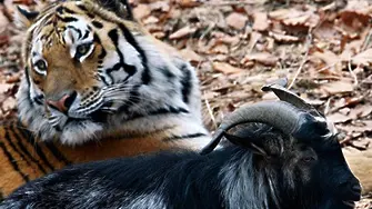 Руски адвокат: Приятелството между тигъра Амур и козела Тимур е гей пропаганда