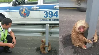 Спасяването на един уплашен ленивец (снимки)