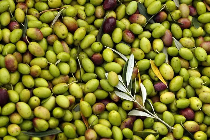 Италианската полиция разби мрежа за маслини-менте