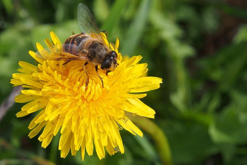 Учени създадоха компютърен модел, предпазващ пчелите от токсични пестициди
