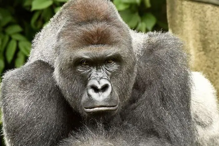 Правосъдие в интернет за убийството на една горила (ВИДЕО)