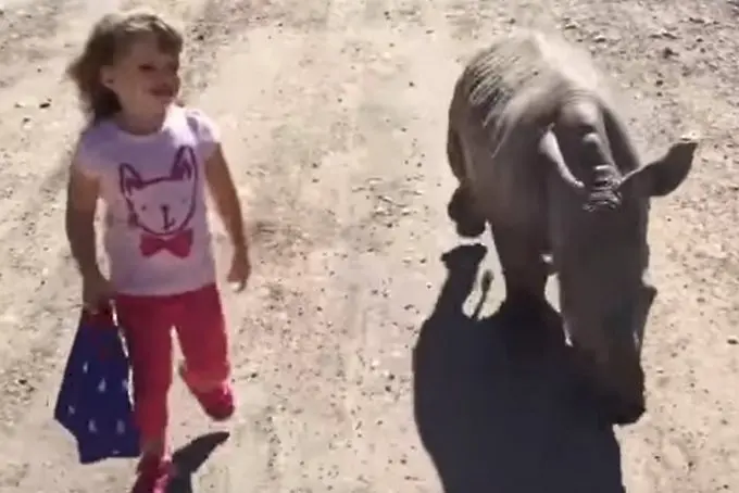 Вижте как бебе носорог следва 3-годишно момиченце (ВИДЕО)