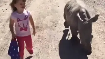 Вижте как бебе носорог следва 3-годишно момиченце (ВИДЕО)