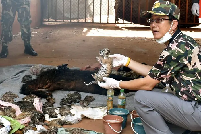 40 бебе-тигърчета открити в будистки фризер