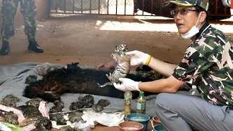 40 бебе-тигърчета открити в будистки фризер