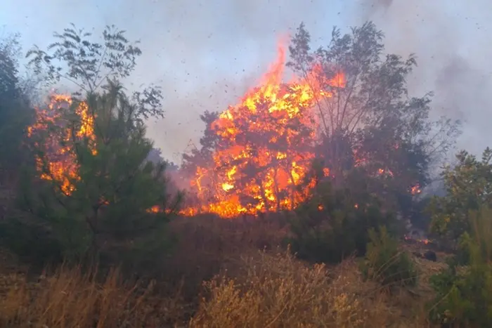 1000 декара борова гора горят край Ардино