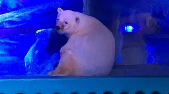 Най-тъжната бяла мечка в света изложена в китайски мол