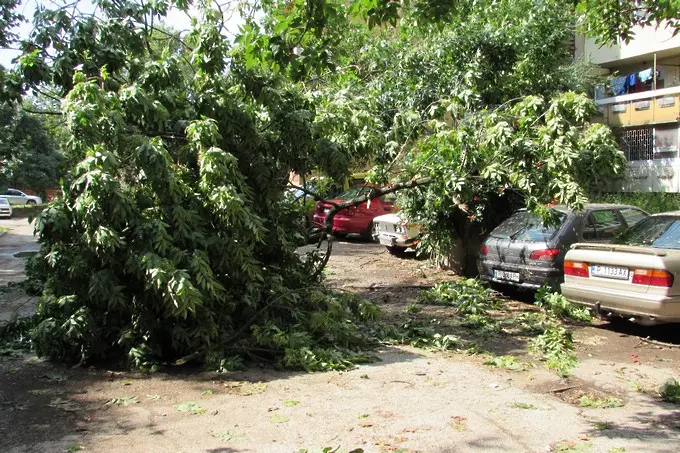 Русе - изтръгнати дървета и оцелели коли след бурята