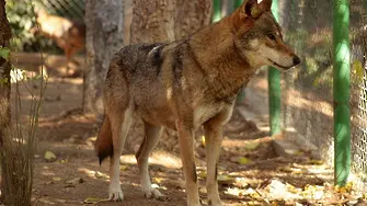 Разследват зверове, тормозили вълка и тигъра в зоопарка на Стара Загора