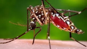 Комари мутанти ще борят вируса зика на Карибите