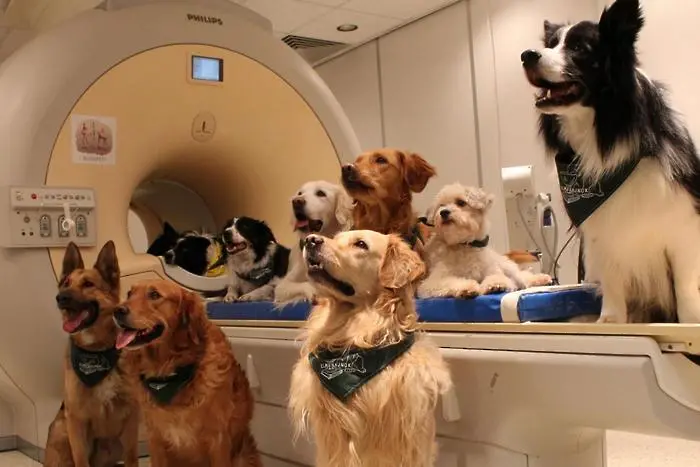 Кучетата разбират човешки език, установиха учени