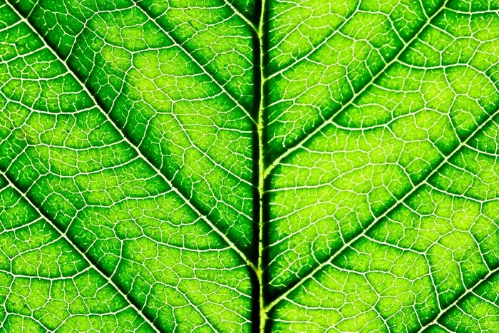 Създадоха бионично листо, 10 пъти по-ефективно във фотосинтезата