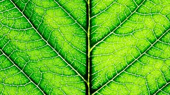 Създадоха бионично листо, 10 пъти по-ефективно във фотосинтезата