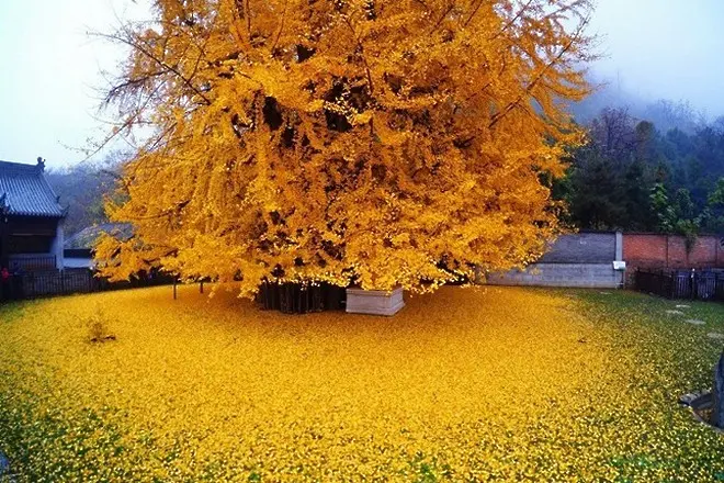 Дървото на 1400 години, което разстила златен килим