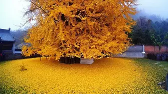 Дървото на 1400 години, което разстила златен килим