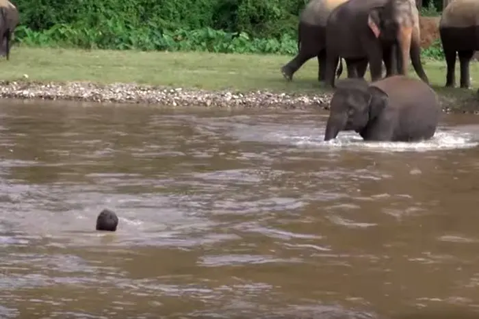 Слон спасява човек от удавяне (ВИДЕО)