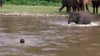 Слон спасява човек от удавяне (ВИДЕО)