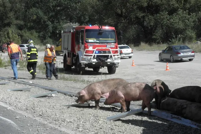 Българската свиня тръгва из Европа