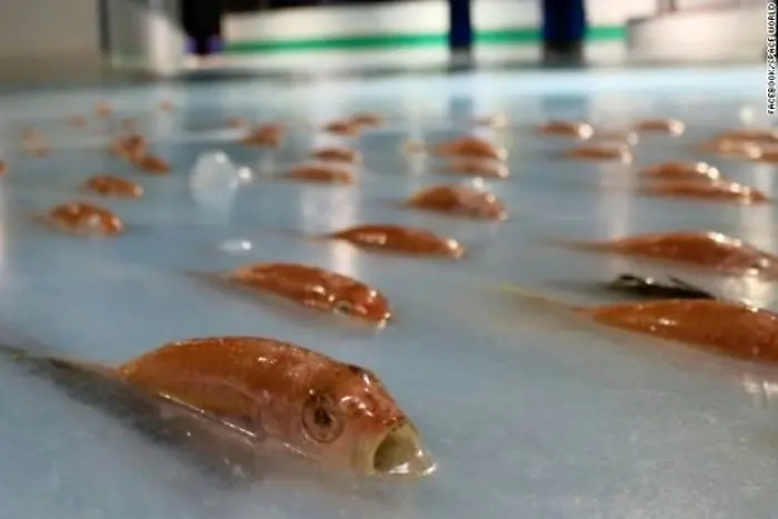 Хиляди риби замразени в ледена пързалка в Япония (ВИДЕО)