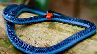 Свръхотровна змия може да доведе до по-добри болкоуспокоителни