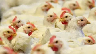 100 т пилешко месо със салмонела е стигнало до България