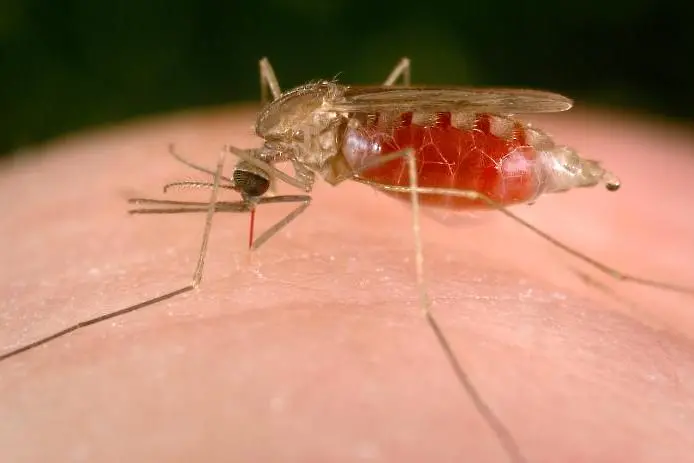 Мъж почина след преливане на заразена с малария кръв