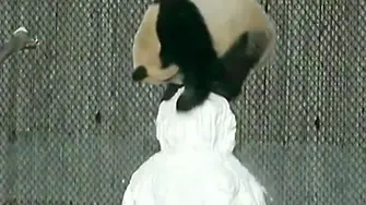 Пандата и снежният подарък (ВИДЕО)