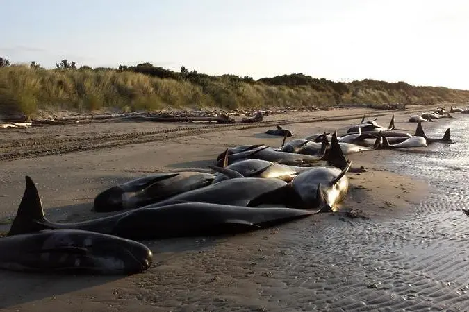 Над 400 кита излязоха на брега на Нова Зеландия, 70% не оцеляха (ВИДЕО)