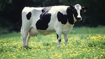 Говежда война - Турция връща 40 крави на Холандия