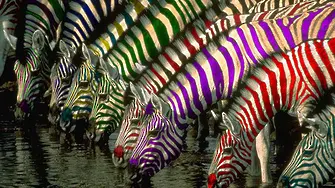 15,30 часа - състезанието със зебри е в разгара си