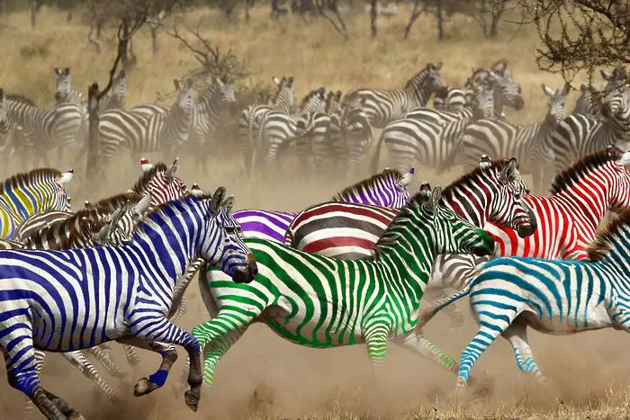 Според друг букмейкър - състезанието със зебри към 12 часа