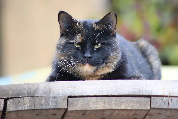 Сериен убиец на котки е издирван във Франция