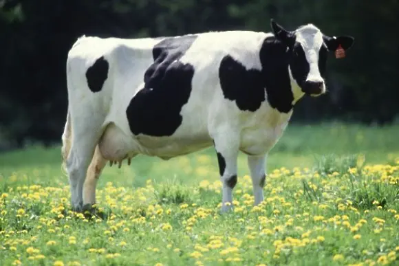 Разследват мистериозно самоубийство на 12 крави в Швейцария