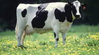 Разследват мистериозно самоубийство на 12 крави в Швейцария