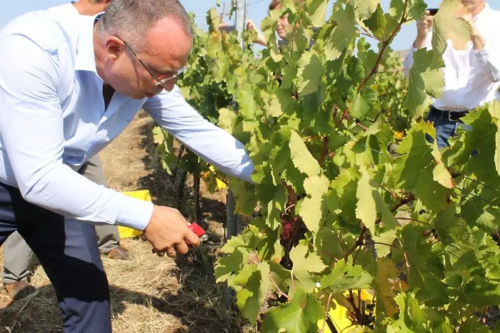 Порожанов: 200 000 тона грозде ще станат на вино