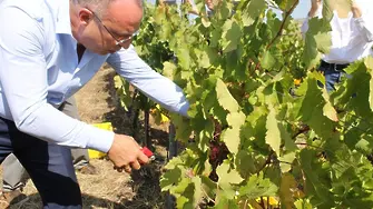 Порожанов: 200 000 тона грозде ще станат на вино